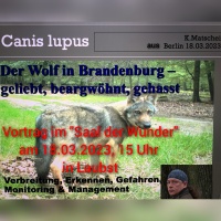Der Wolf in Brandenburg - geliebt, beargwöhnt, gehasst