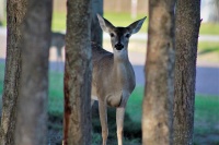  Jagdzeit in Casel