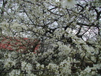 P1010183