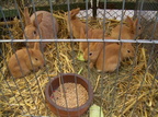 2007.10.10 - 54. Vereinsschau des Kleintierzuchtvereines e.V. Drebkau