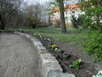 2004.04.11 - Wieder Schaden im Rosengarten!