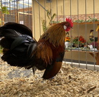 IMG 0331